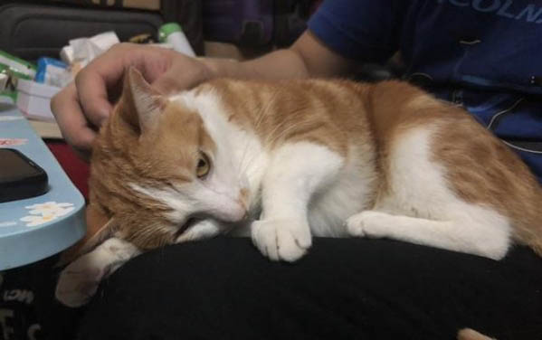 小猫几个月退乳毛