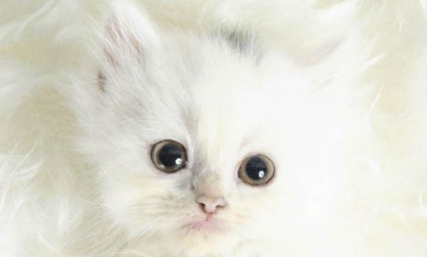 三个月的猫咪吃猫粮一天吃多少?