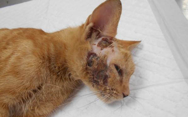 猫冻干一天可以吃多少