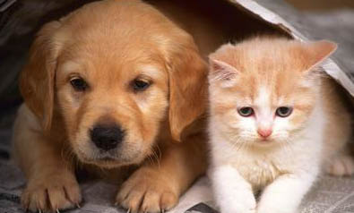 猫狗狂犬病的潜伏期是多久