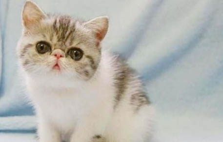 猫咪跛行怎么处理最好