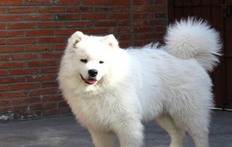 爱斯基摩犬突然不爱吃东西的原因是什么