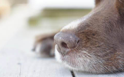 狗狗怀孕要几个月生小狗