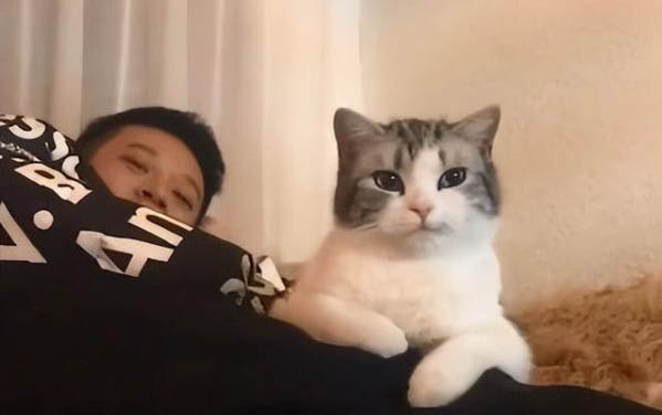 豆腐猫砂和松木猫砂哪个好