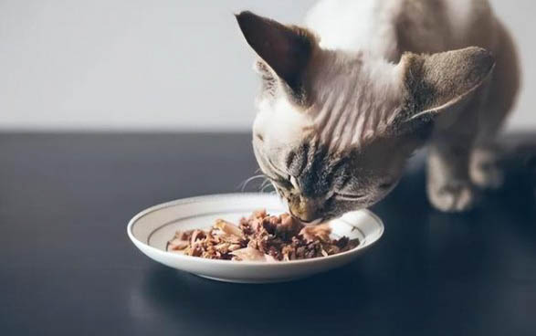 小猫晚上不理人可以吗