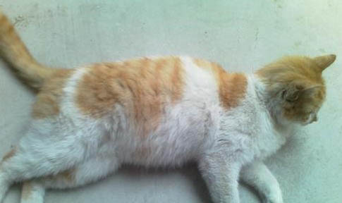 猫咪放笼子里养好吗