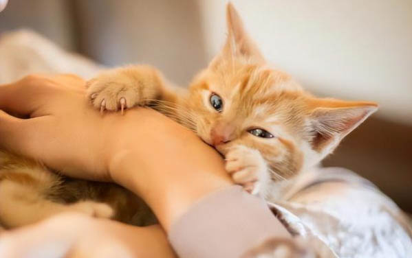 彼得秃猫在感官上有什么特点