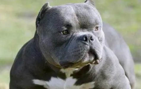 恶霸犬1000左右可以买到吗