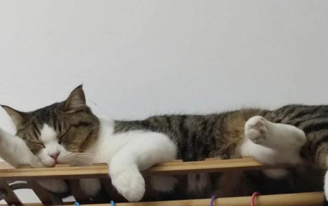 猫吐血水能自愈吗