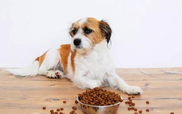 狗狗的皮肤病有哪些种类?