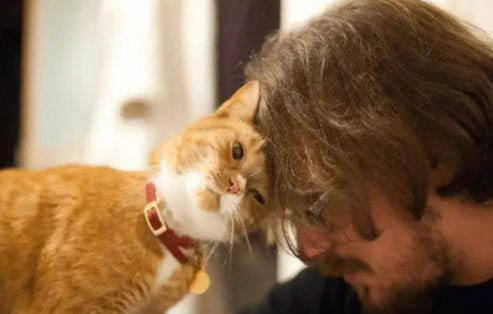 猫咪吐黄水精神不好是怎么回事