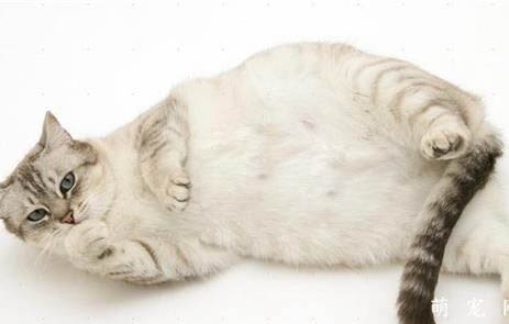 猫咪体外驱虫后多久才能上床