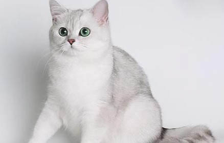 猫咪能吃荔枝肉吗?