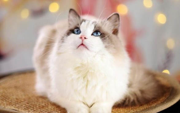 猫自发性膀胱炎怎么治疗
