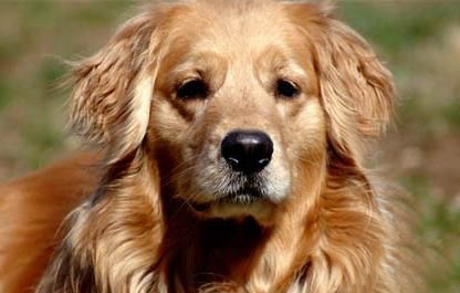 如何判断金毛犬是否感冒
