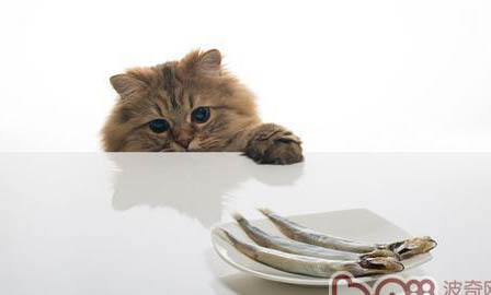 猫咪强制喂食方法