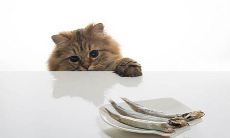 如何把猫身上的虫子去掉
