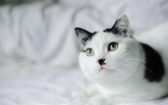 猫得了什么病会死