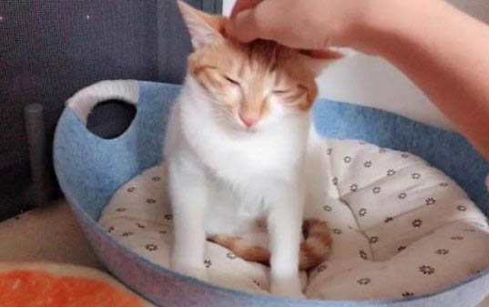 小猫出生多久后可以打疫苗