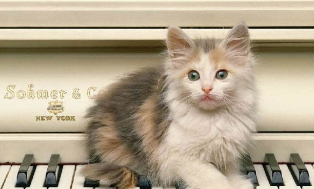 猫咪寄养后不吃东西该怎么办