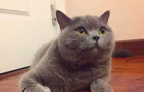刚买回来的蓝猫不吃不喝