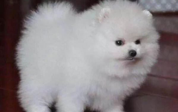 狗狗拉的尿很黄很黄是怎么回事吃什么药