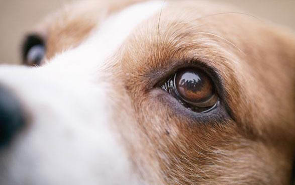 狗狗颈椎病有哪些症状