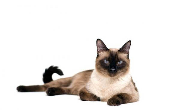 猫咪怎么会突然得猫瘟