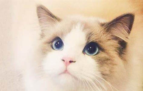 猫咪可以吃鱼肉吗