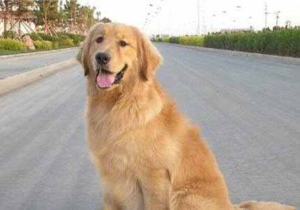 金毛犬得了白内障怎么办