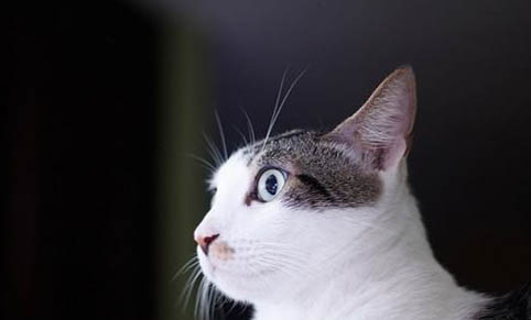 猫咪眼睛红肿了怎么办?