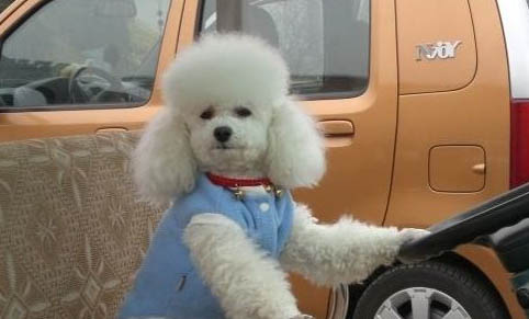贵宾犬什么颜色最贵