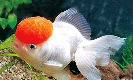 鹤顶红金鱼头上有白点