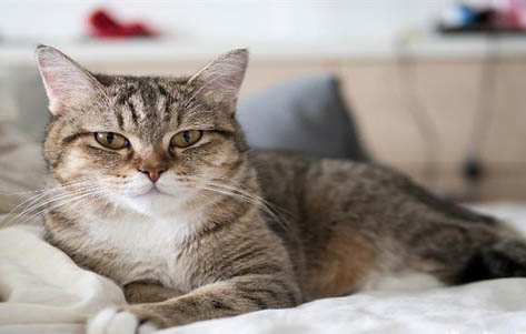 猫咪腹式呼吸能活多长时间