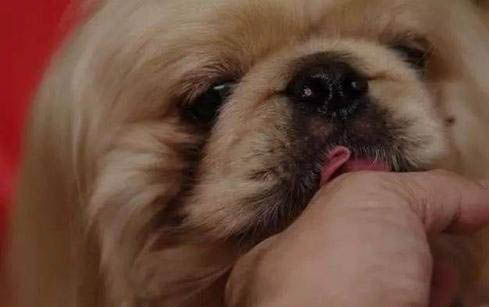 狗狗总是摇头甩耳朵的原因及处理方法