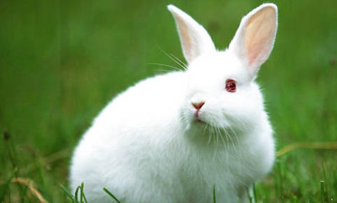 兔子的耳朵应该如何清理