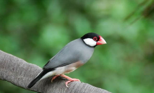 七彩文鸟的寿命一般是多久