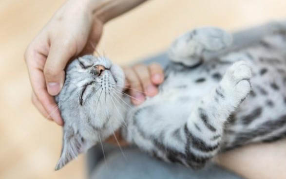 小猫咪洗澡的注意事项