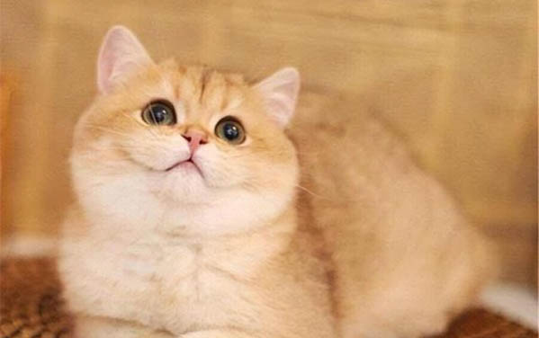 猫咪可以喝酸奶吗?
