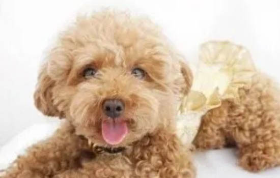 贵宾犬最喜欢吃什么食物