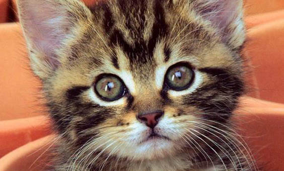 幼猫流鼻涕打喷嚏有眼屎的原因及处理方法