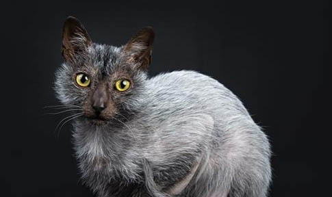 有哪些猫咪是身上味道很重的