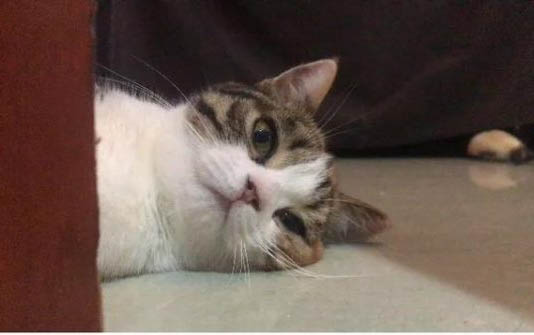 猫咪一天拉几次正常的