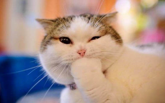 哪里买猫便宜?