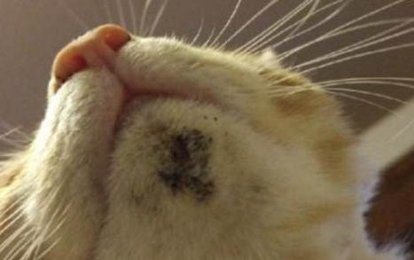 小猫咪感冒了老是打喷嚏怎么办