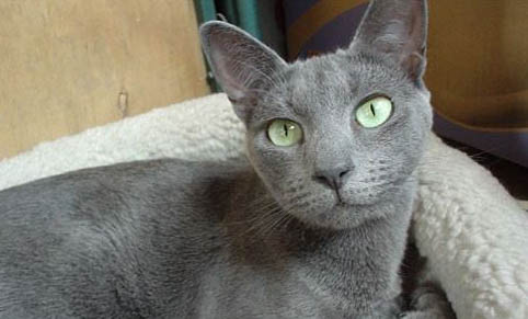 猫咪一抽一抽的发怪声