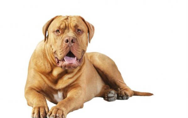狗狗半夜突然惊恐惨叫