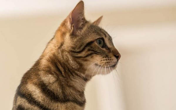 猫咪的猫癣问题