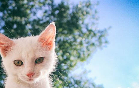 一个月小猫好养活吗