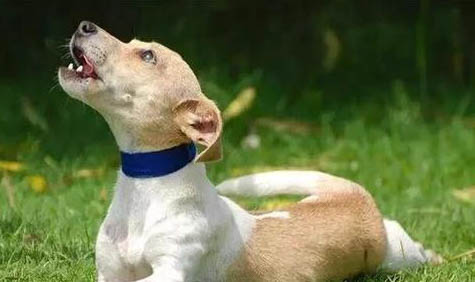 宠物狗的犬瘟细小什么意思